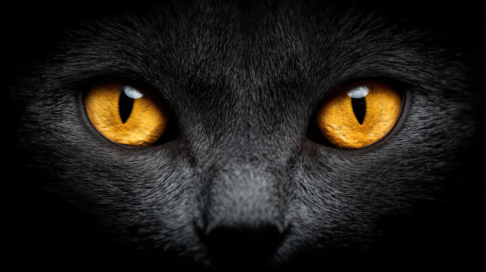 Wallpaper Black cat with yellow eyes 5120x2880