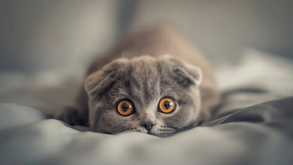 Manually crop Cat, Pet, Funny, Smooth -haired, Eyes wallpaper to ...