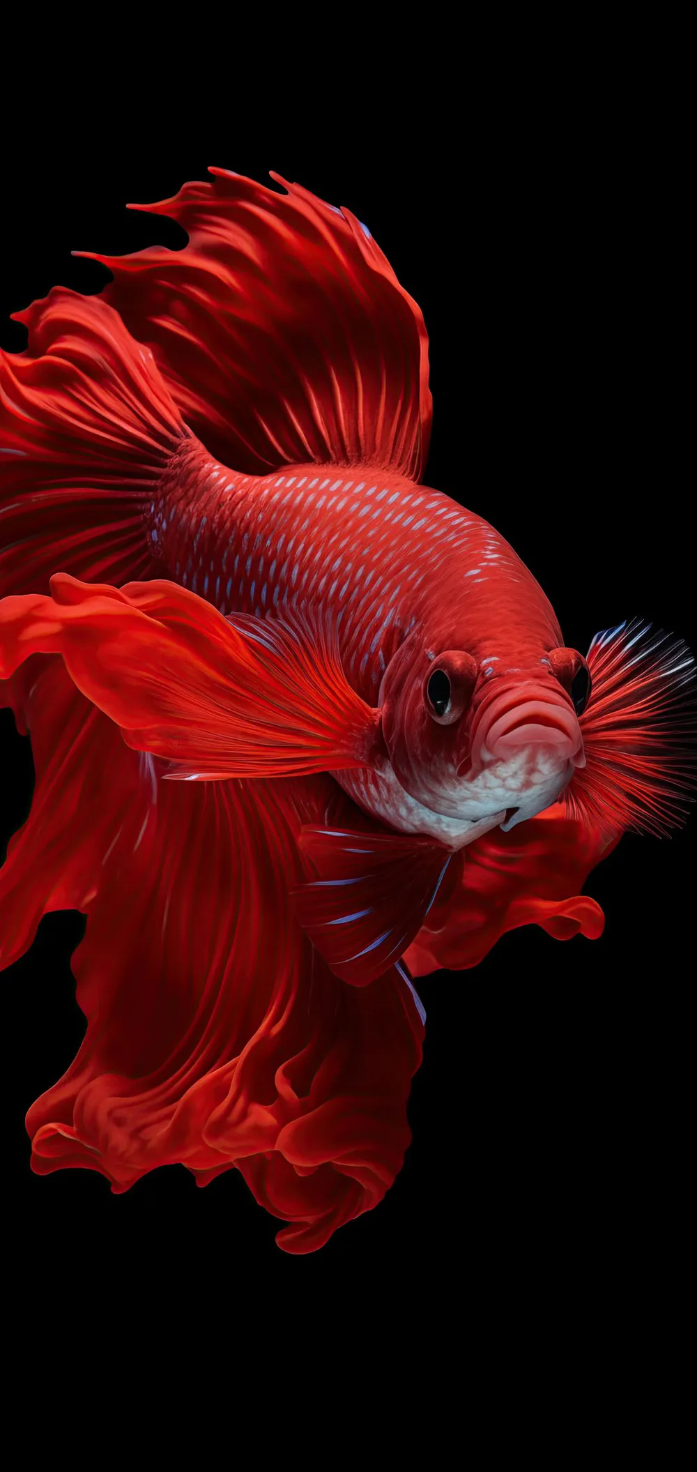 Manually crop Red fighting fish, Red Fish, Long Fins, Aquarium Fish ...