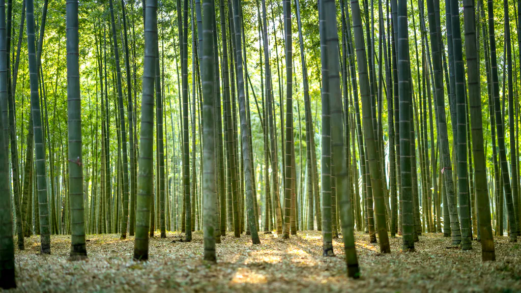 Desktop wallpaper: Bamboo Forest