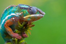 Colorful Panther Chameleon