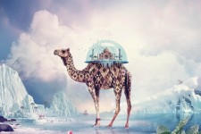 Fantasy Camel