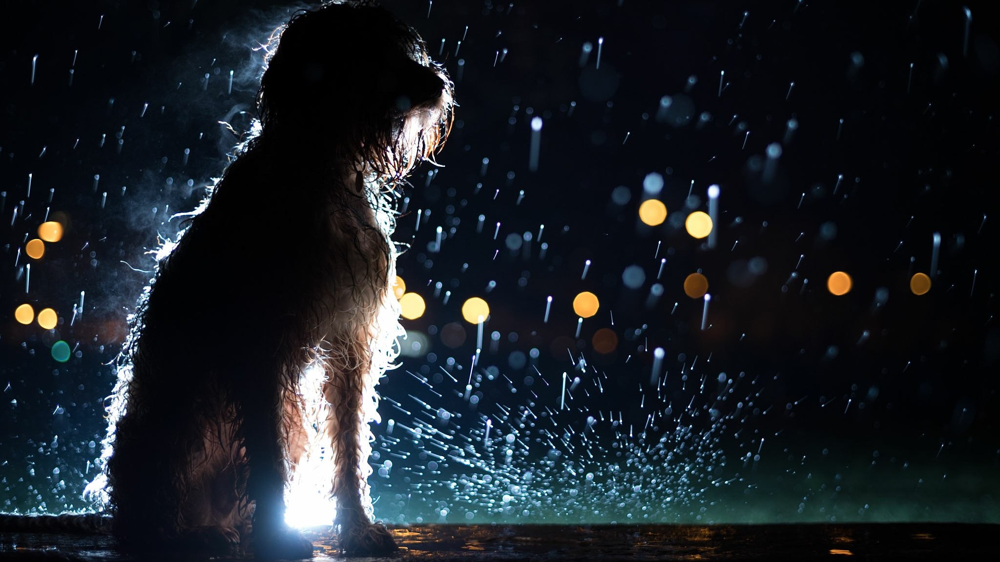 Rain dogs. Собака под дождем. Щенок под дождем. Пес под дождем. Грустная собака под дождем.